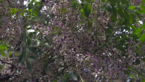 Purple-flowers-in-Autumn