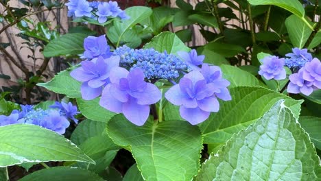 primer plano de vibrantes hortensias púrpuras que florecen entre el follaje verde exuberante en un entorno de jardín