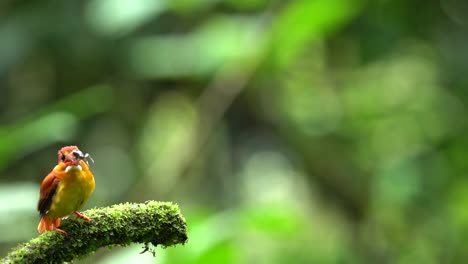 El-Martín-Pescador-De-Lomo-Rufo-Come-Una-Araña-En-La-Boca-Sobre-Un-Fondo-De-Hojas-De-Plantas-Borroneadas