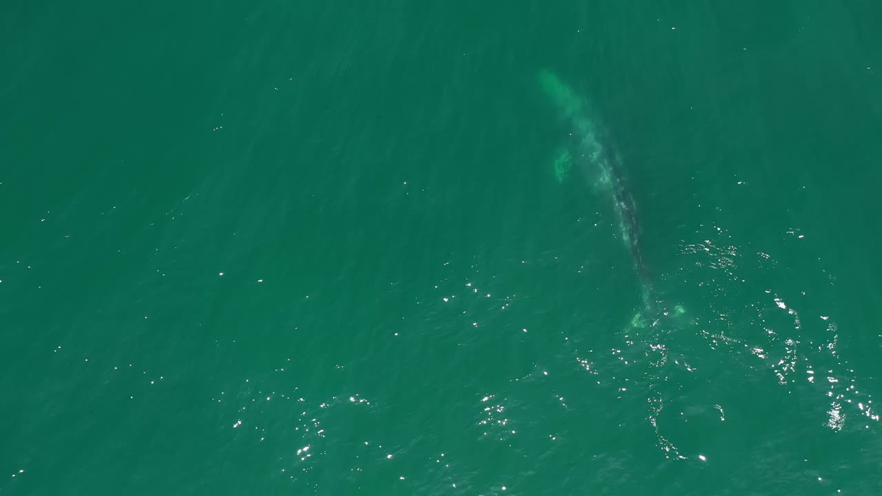 Aerial view of humpback whale spouting on the ocean surface and then submerging back into the sea.