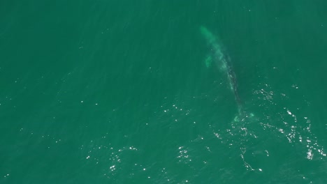 aerial view of humpback whale spouting on the ocean surface and then submerging back into the sea.