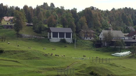 herd of cows walking on pasture in european mountains on gloomy autumn day