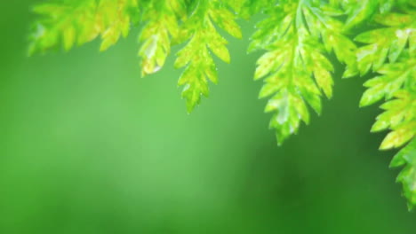 Ein-Wassertropfen-Fällt-Von-Einem-Blatt