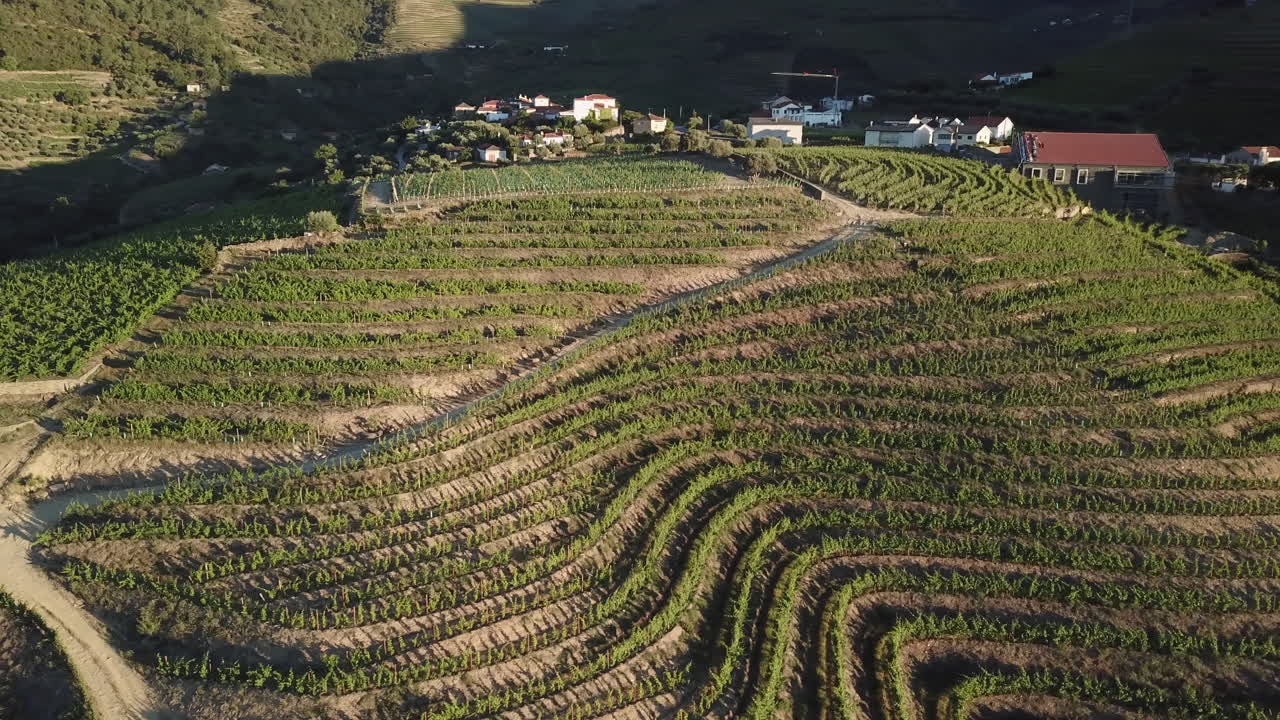 Salendo lentamente e girando per osservare un vigneto collinare coperto da terrazzamenti di viti nella Valle del Douro, Portogallo