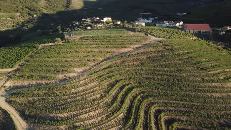 Levantándose-Lentamente-Y-Girando-Para-Ver-Un-Viñedo-En-La-Cima-De-Una-Colina-Cubierto-De-Terrazas-De-Vides-En-El-Valle-Del-Duero,-Portugal