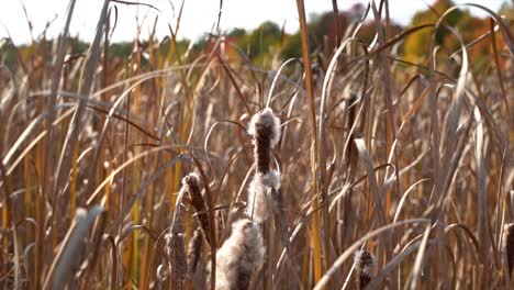 Bunte-Ernten-In-Der-Herbstsaison