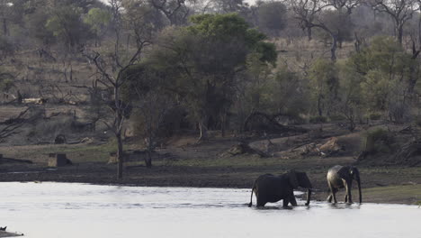Afrikanische-Elefanten-überqueren-Einen-Fluss-Im-Gegenlicht