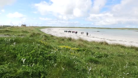 un gran grupo de caminantes en balranald beach north uist en un día soleado con machair en primer plano