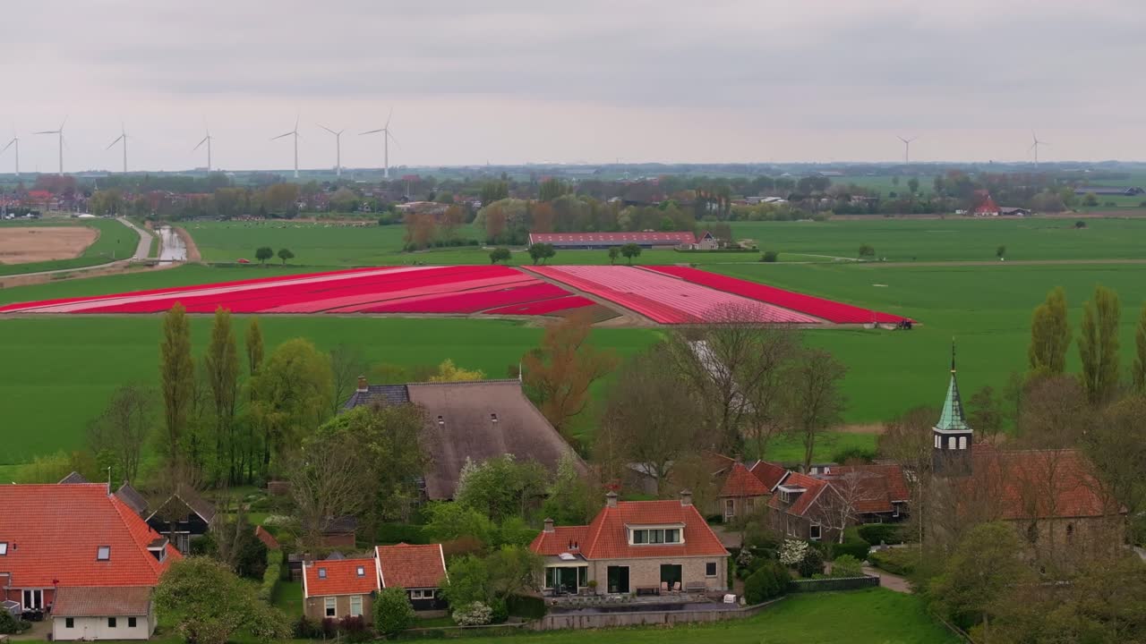 Vista aerea di tulipani colorati e case rurali a Piaam, Paesi Bassi