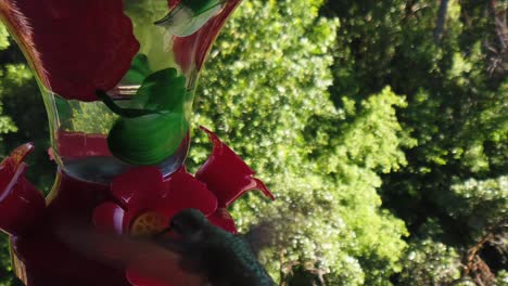 en un patio trasero en los suburbios, un diminuto colibrí con plumas verdes revolotea alrededor de un comedero para pájaros en cámara lenta y ve cómo la parte de atrás de su cabeza toma bebidas y finalmente se va volando