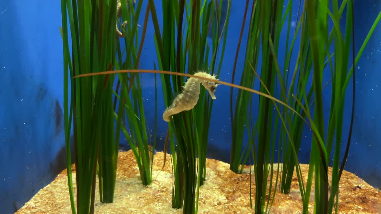 Seahorse in vibrant sea grass at a marine tank, showcasing intricate aquatic life