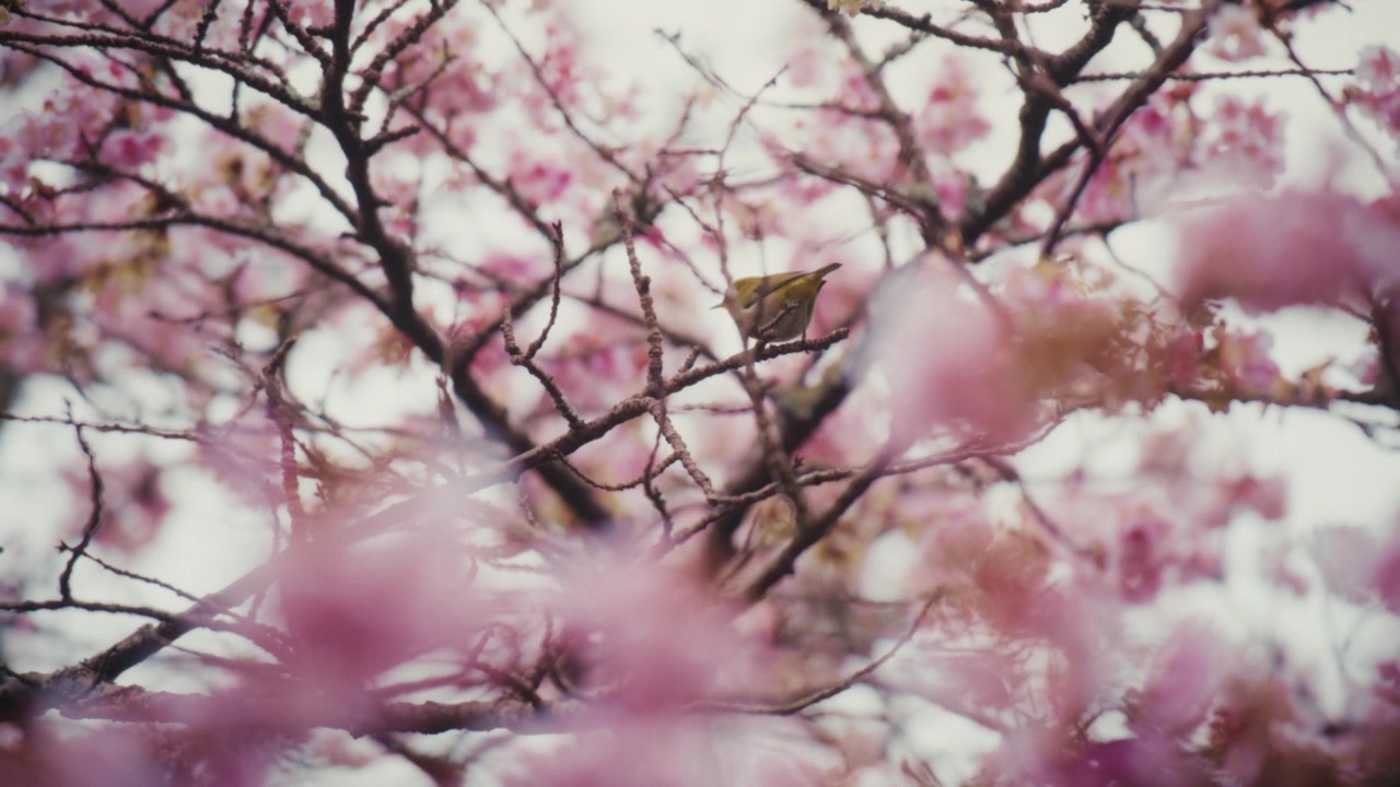 Un piccolo uccello riposa tra fitti fiori di ciliegio rosa che crescono nel Giardino delle Prugne di Atami in Giappone, aggiungendo un momento di fauna selvatica alla variegata fioritura primaverile del giardino