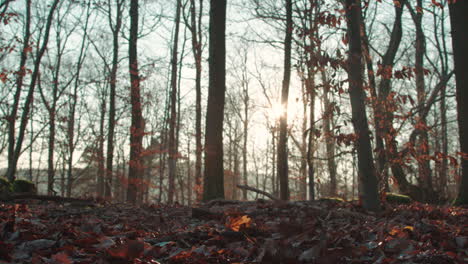 forest in belgian ardennes, low ange high speed