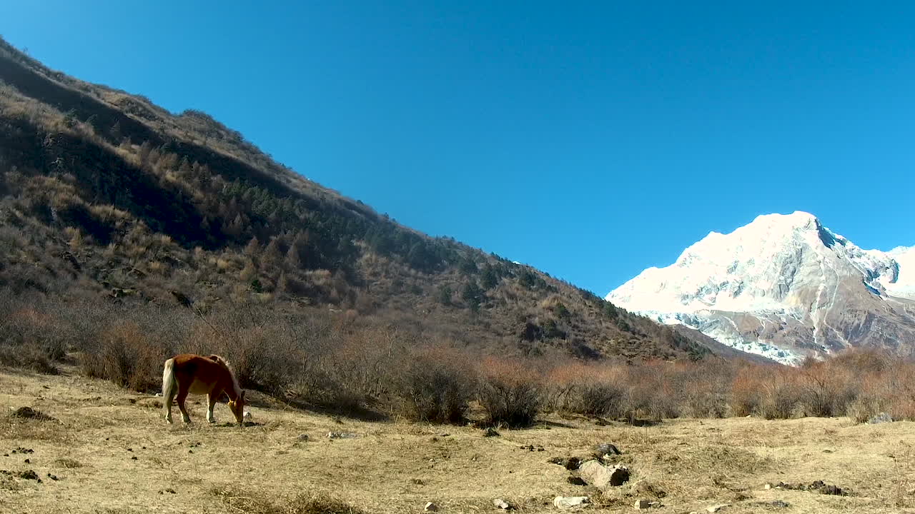 A lone brown horse grazing on dry Pasteurland  in Nubri Valley on dry grass in the remote Manaslu region of Nepal