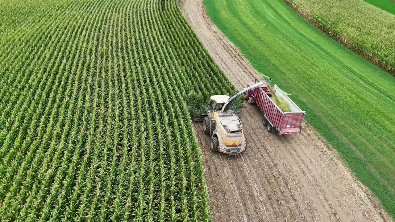usando una cosechadora de forraje, el maíz se corta para el ensilado y se recoge en remolques abiertos en un campo de granja con contornos en el suroeste de wisconsin