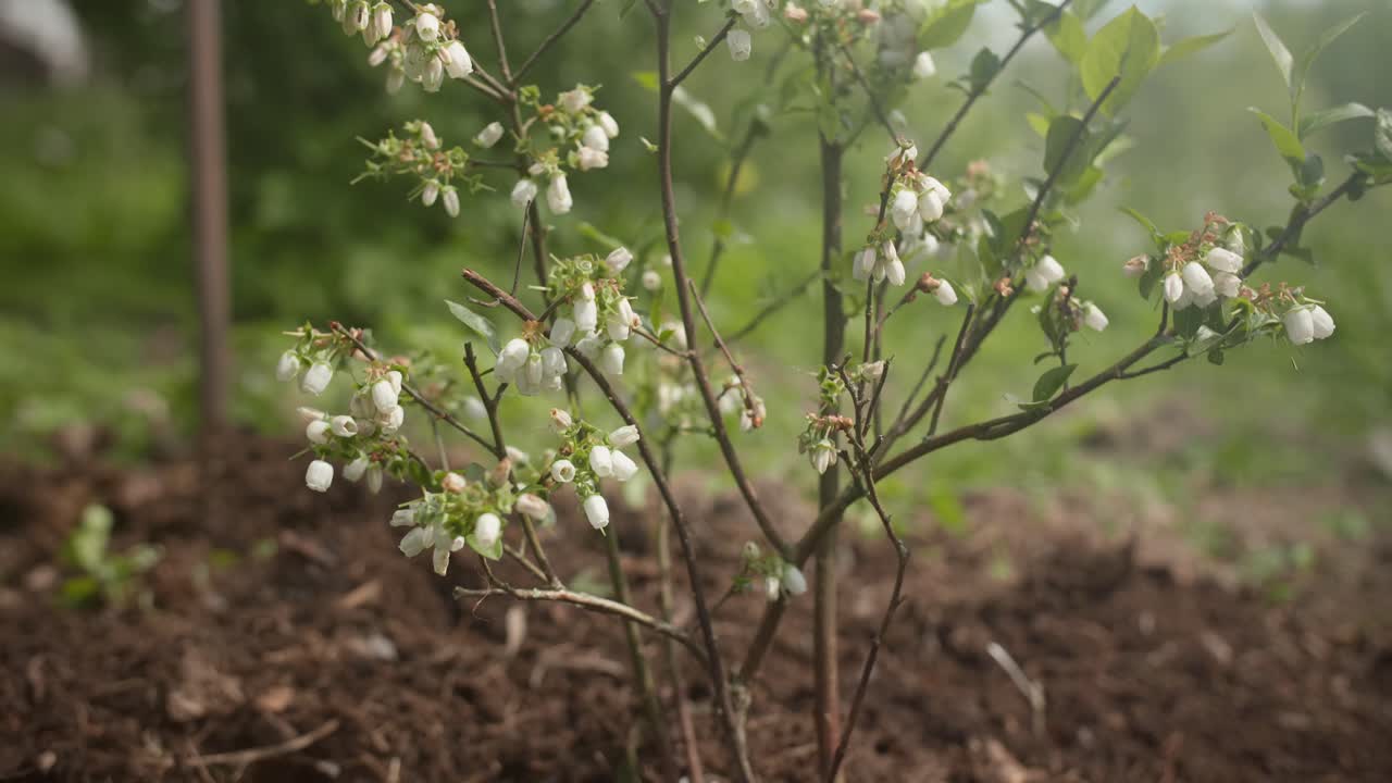 el arbusto de arándano florece a principios del verano