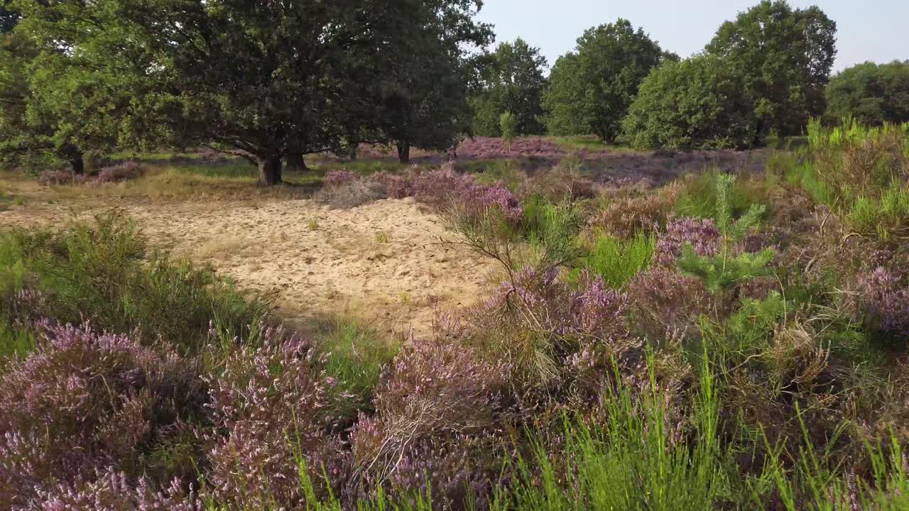ciclismo a través de brezales florecientes púrpuras en el parque nacional de meinweg, países bajos - 4k60