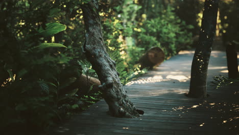 winding wooden pathway through lush greenery in a tranquil forest