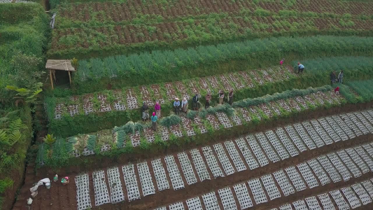 언덕이 많은 야채에서 파를 수확하는 농부 그룹
