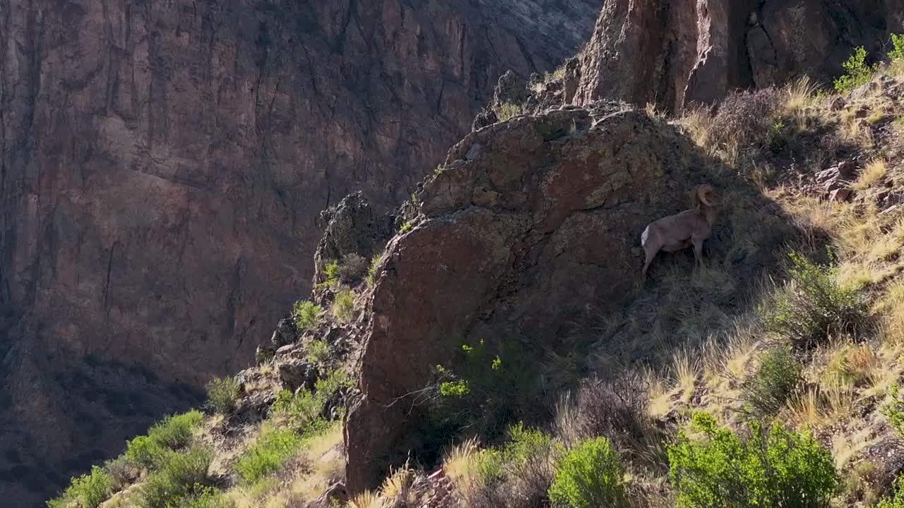 A cinematic, 70mm zoomed-in aerial shot of a bighorn sheep tracking along the extreme terrain and sharp cliffs of "Wagon Wheel Gap", over the Rio Grande, near the town of Creede, Colorado.