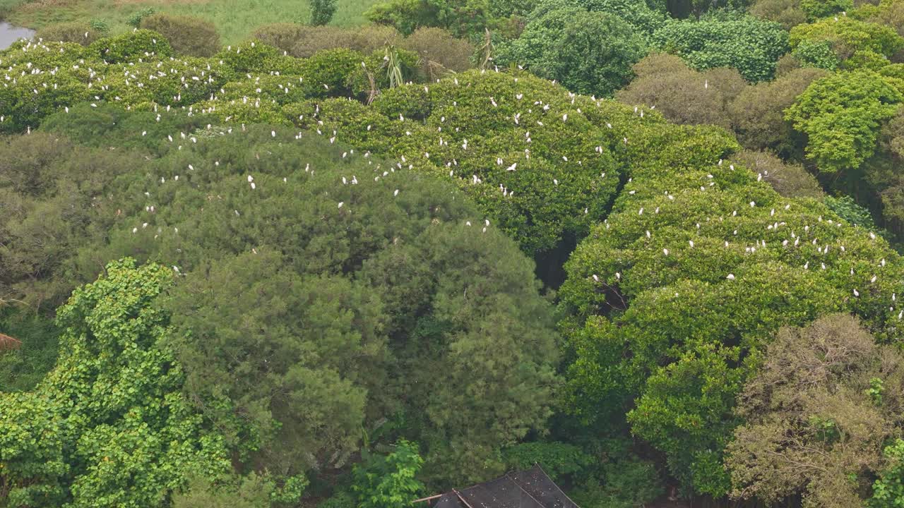 Egret flock in treetop : A large flock of graceful white egrets perch on the trees.