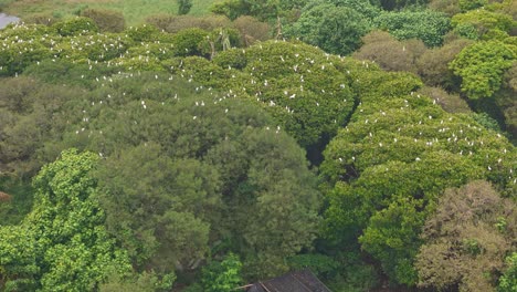 egret flock in treetop : a large flock of graceful white egrets perch on the trees.