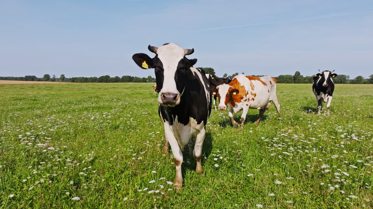 Scena di un prato ventoso in campagna con mucche curiose e insetti che volano intorno