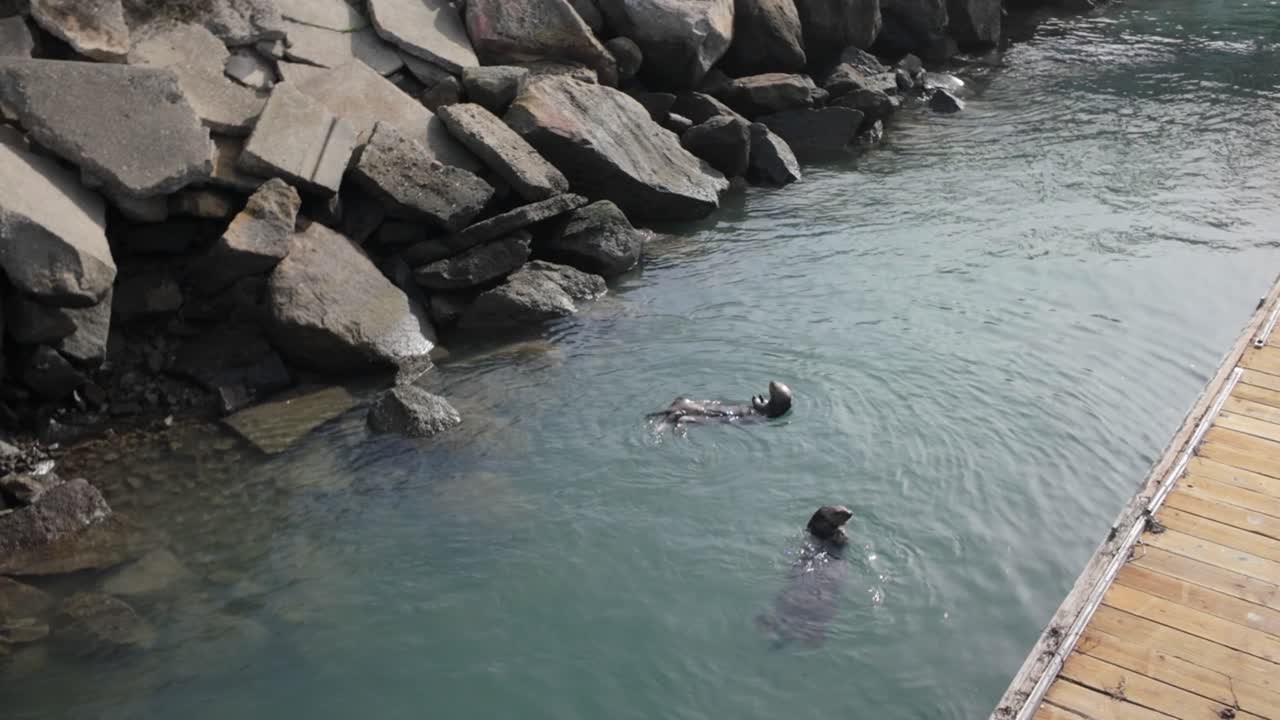 Gimbal wide panning shot of sea otters swimming and diving next to a dock in Morro Bay, California. 4K