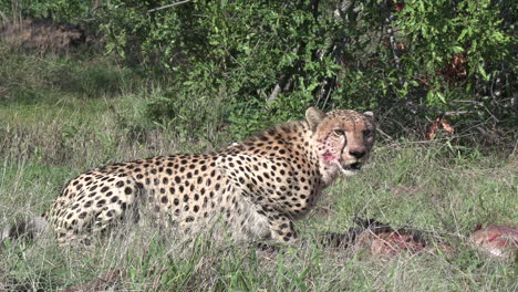 A-cheetah-looks-around-before-deciding-it's-safe-to-start-feeding-on-a-fresh-kill