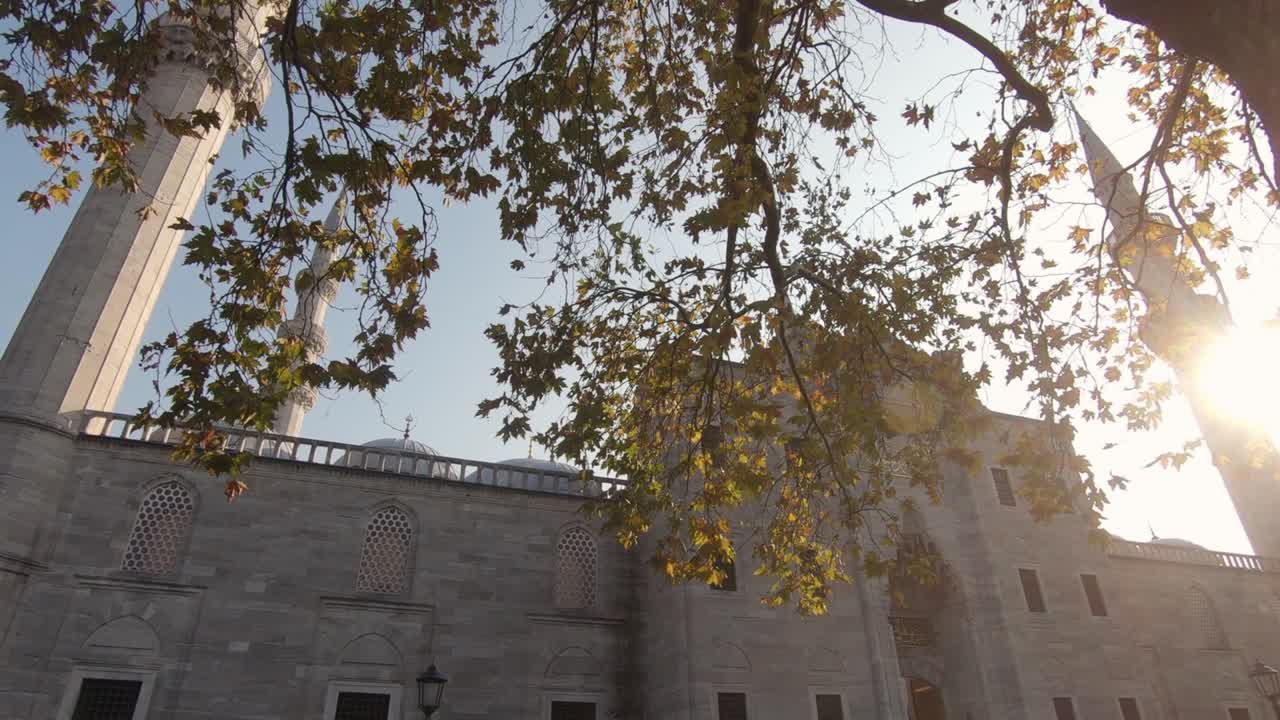 llamarada de sol a través de las ramas de los árboles con la mezquita de süleymaniye en el fondo, estambul en turquía. inclinarse hacia abajo