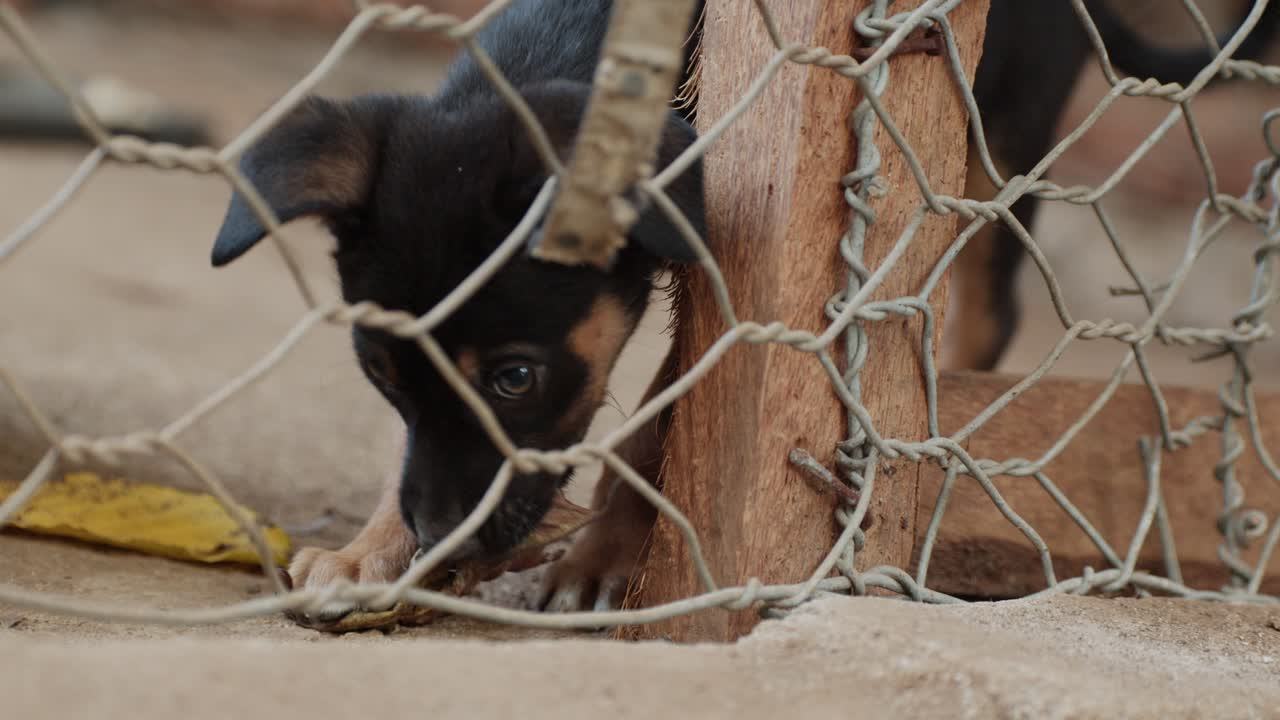 Puppy playing with piece of bark and trying to eat it, while behind metal wire fence