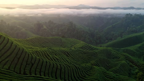 misty sunrise over a tea plantation