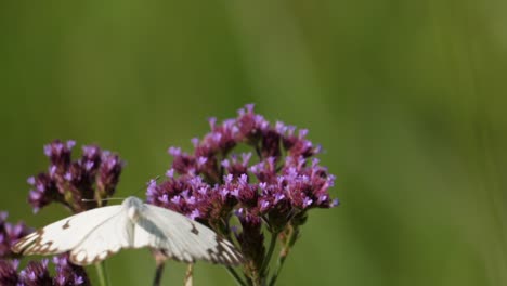 macro shot of a pair of pioneer white butterflies hovering above and resting on small purple flowers