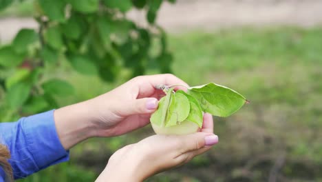 ripe juicy apple with green leaves in the hands of a girl