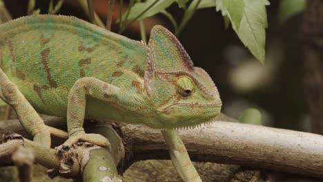 side view of veiled chameleon walking funny on the branch of a tree in its habitat