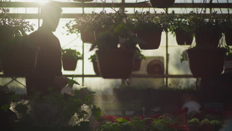 gardener spraying fertilizer on greenhouse flowers