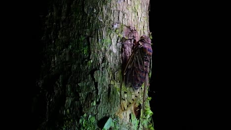 This-Giant-Cicada-Climbing-a-Tree-in-the-Night,-Megapomponia-intermedia,-found-in-the-jungles-of-Thailand