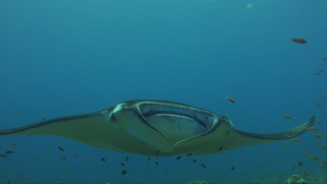 카메라를 향해 헤엄치는 쥐가오리가 가까이 다가옵니다.