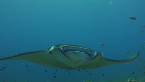 Mantarraya-Nadando-Hacia-La-Cámara-De-Cerca