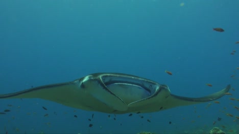mantarraya nadando hacia la cámara de cerca