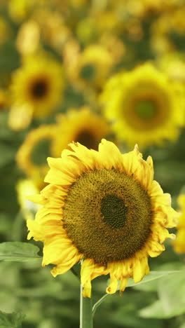 beautiful sunflowers in a field