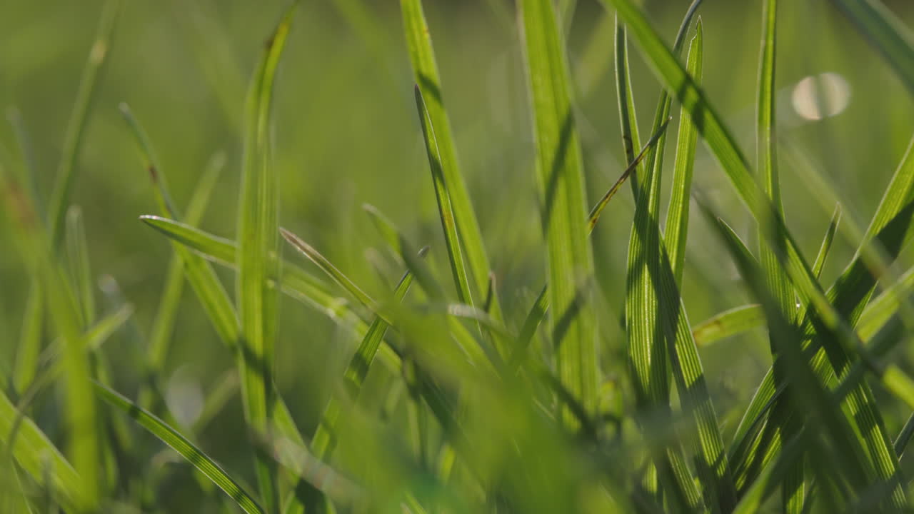 vista de cerca de la hierba verde