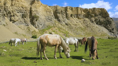 Horses-grazing-on-green-ground-land-of-Upper-Mustang-Nepal-with-red-cliffs-in-backdrop