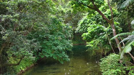 aerial view of a tranquil rainforest stream surrounded by dense greenery, captured in soft natural lighting