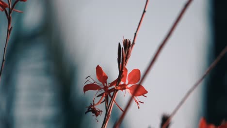 pequeña abeja volando alrededor de algunas flores rojas