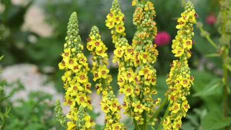 flores de mullein amarillas que florecen en un jardín