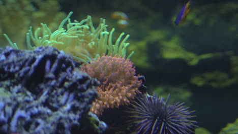 Extreme-Closeup-of-colourful-tropical-sea-world-aquarium-with-ornamental-fishes-clown-fish-sharks-sea-plants-and-corals