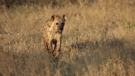 Erwachsene-Tüpfelhyäne-Schnüffelt-Luft,-Bevor-Sie-In-Richtung-Kamera-Geht,-Südafrika