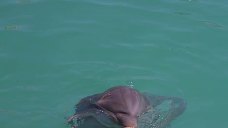 Delfines-30-2