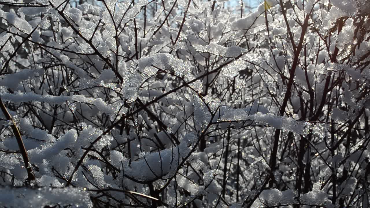 Arbusti e sole. Alberi nel parco